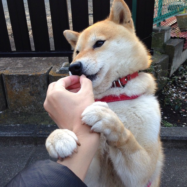 开云APP-美加墨世界杯焦点战前瞻,马赛战术演练,能否拿下伊拉克式防反?